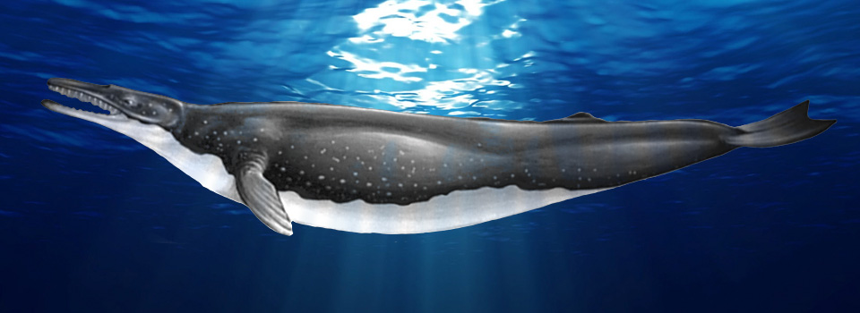 <b>Protect Endangered Cetaceans Past & Present</b> - This is an artist rendition of Ojaicetidae